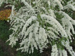 IMG_0526 1.jpg