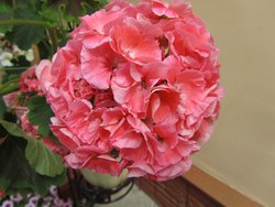 IMG_0843  1.jpg