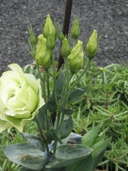 IMG_1274.JPG