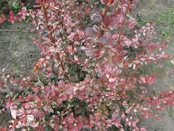 IMG_1176 11.jpg