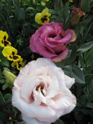 IMG_1322.JPG