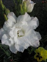 IMG_1323.JPG