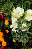 DSCN0075.JPG