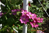 DSC_3363.JPG
