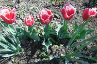 DSCN0516.JPG