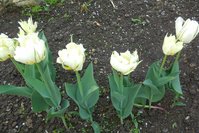 DSCN0519.JPG