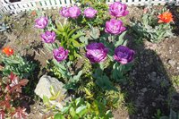 DSCN0506.JPG
