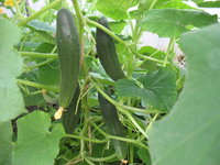 IMG_8918 1.jpg