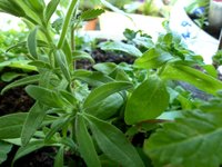 Сравнение.JPG (108.58 КБ) 3130 просмотров Листья незнакомки в сравнении с суперкаскадной белой (она справа)