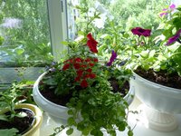 Цвет.JPG (162.83 КБ) 3130 просмотров Здесь цвет передан верно. Цветок тёмно красный, бархатный.