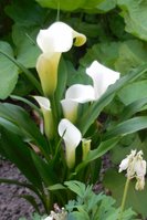 DSCN1009.JPG