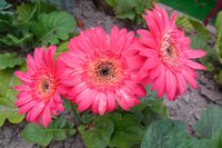 DSCN1304.JPG