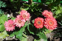 DSCN1462.JPG