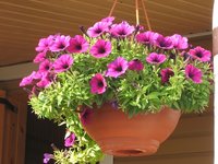 IMG_0948.JPG