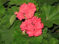 IMG_0891.JPG
