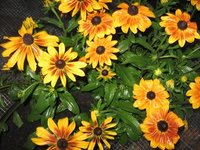 IMG_0414.JPG