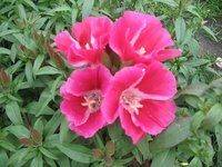 IMG_0496.JPG