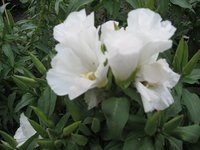 IMG_0499.JPG