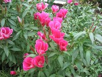 IMG_0513.JPG