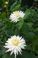 DSCN1392.JPG