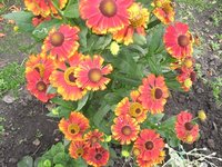IMG_0454.JPG