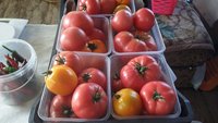 Вкусные помидорки