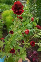 DSCN1135.JPG