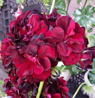 20150626_075023.jpg