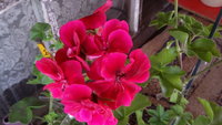 20150618_123137.jpg