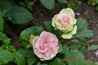 DSC_6026.JPG