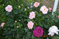 DSC_6108.JPG