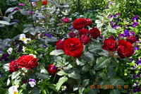 DSC_6143.JPG