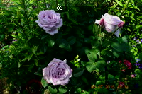 DSC_6153.JPG