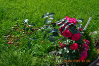 DSC_7002.JPG