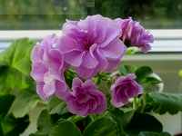 Lilac Rose.JPG