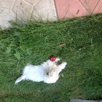 Колокольчик