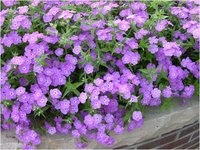 phlox_drummondii_1_'intensia_series'1317267935787.jpg
