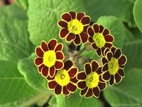 серебренное кружево красная 30