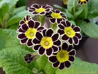 серебренное кружево черная 30