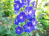 IMG_6304 1.jpg