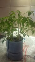 2016-04-01 15.29.53.jpg