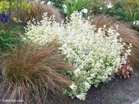 helichrysum_variegatum.jpg
