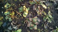 P_20160404_182037_NT.jpg