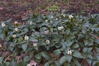 Pachysandra terminalis.jpg