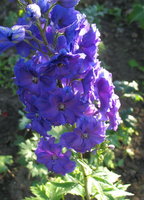 IMG_6726 1.jpg
