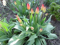 Тюльпаны 1.jpg