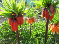 на бутонах.....jpg