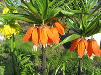 Взаимная любовь....jpg