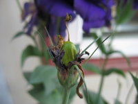 IMG_6728 1.jpg