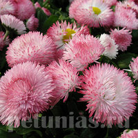 bellis_habanera_rosep.jpg
